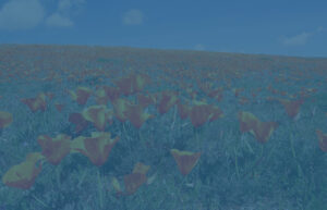 Field of California poppies - state taxation concept